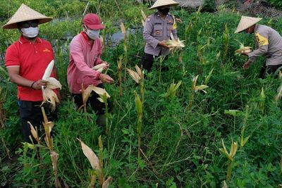 Program Polisi Berkebun Polres Badung, Berikut Foto-fotonya