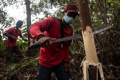 Mematikan Tanaman Akasia di Kawasan TN Berbak Sembilang, Ini Foto-fotonya