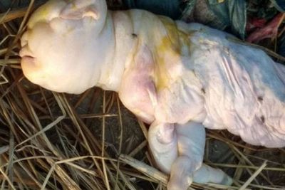 Unik! Kambing Ini Terlahir Cacat & Tak Berbulu, Punya Wajah Mirip Manusia
