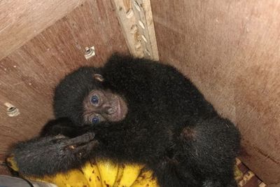 Petugas Gagalkan Penyelundupan Kera Siamang