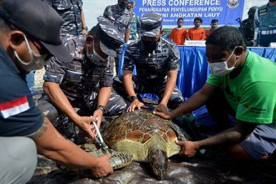 Penggagalan Penyelundupan Penyu Hijau, Berikut Foto-fotonya