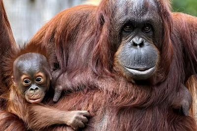 Orangutan Ternyata Lebih Cerdas Dari Perkiraan Ilmuwan: Induk Ajarkan Mandiri dari Bayi