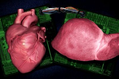 Ilmuwan Temukan Cara Membudidayakan Organ Manusia di Lab, Benarkah Pencapaian Ilmiah?