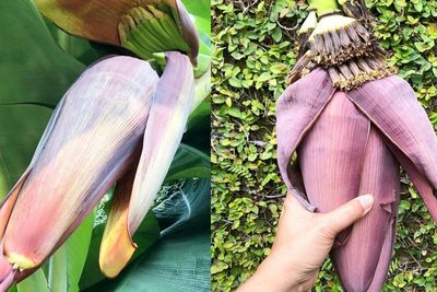 Kaya Vitamin dan Antioksidan, Ini Berbagai Manfaat Jantung Pisang untuk Diabetes