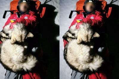 Aksi Seekor Anjing Selamatkan Pendaki yang Terluka di Pegunungan Kroasia Tuai Pujian