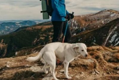 Kisah Anjing Selamatkan Nyawa Tuannya Usai Jatuh saat Mendaki Gunung di Kroasia