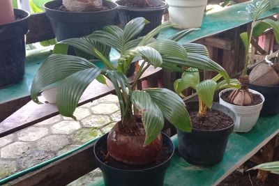 Ide Bisnis! Buah Kelapa Tua Jadi Tanaman Hias, Harganya Ratusan Ribu