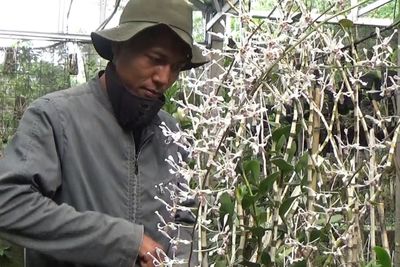 Gara-gara Pandemi, Sopir Jip Bromo Sukses Budi Daya Anggrek