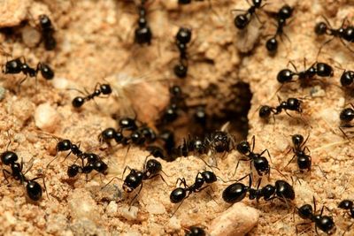 Fakta Unik Seputar Semut, Serangga Kecil yang Bisa Jadi Penguasa di Dunia!