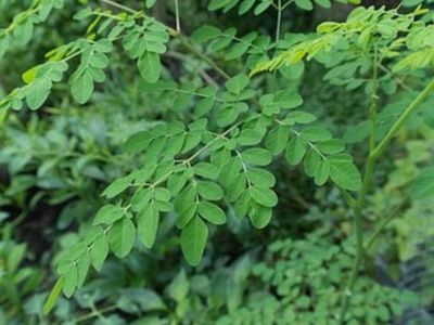 8 Khasiat Daun Kelor untuk Kesehatan yang Mengejutkan