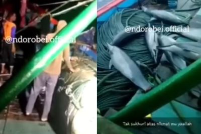 7 Lumba-Lumba Ditangkap di Pacitan, Mati Terkapar di Kapal, Malah Dipamerkan di Status WA