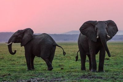 Fakta Menarik Gajah, Tak Bisa Melihat dengan Baik Tapi Spesies yang Punya Daya Ingat Super