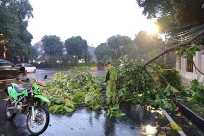 Dear Pengguna Jalan di Jakarta, Hati-hati Pohon Tumbang saat Hujan dan Angin Kencang