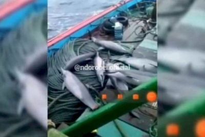 Iseng Foto Penangkapan 7 Lumba-lumba, Nahkoda Kapal Jadi Tersangka