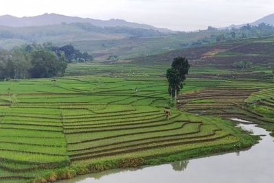 Short Escape ke Sawah, Tempat Healing Selain Pantai dan Gunung!