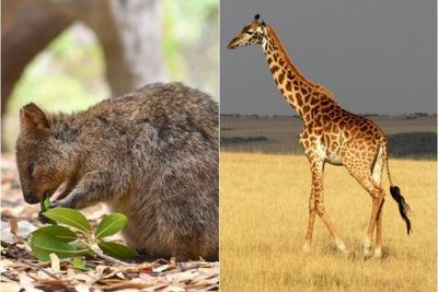 Lebih Kuat dari Unta, Jerapah dan Tikus Kanguru Mampu Menahan Haus Hingga Satu Dekade