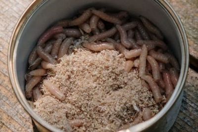 Manfaat dan Efek Makan Belatung, Hewan yang Lagi Viral Hinggap di Organ Intim Wanita