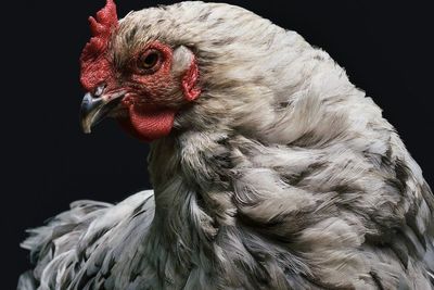 Benarkah Ayam Berkokok Tengah Malam Tanda Ada Hantu dan Perempuan Hamil di Luar Nikah?