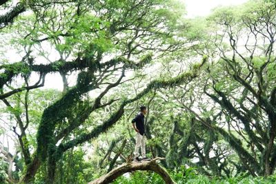 Keren! Banyuwangi Punya Hutan Mirip di Film The Lord of the Rings