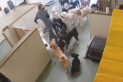 Terlalu Semangat Ajak Main, Pelatih Anjing Sampai Jatuh Dikerubungi Hewan Peliharaannya