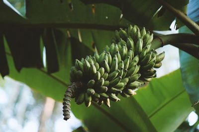 Pohon Pisang Berbuah Seribu Tumbuh di Mandailing Natal, Benarkah Dapat Membawa Berkah?