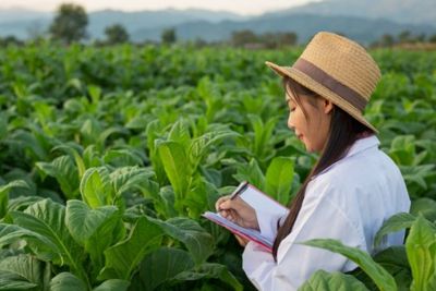 Keren! Startup Thailand Bikin Vaksin COVID-19 dari Tembakau, Sudah Uji Coba Fase Pertama