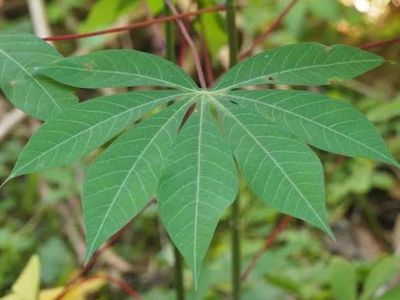 7 Manfaat Daun Singkong untuk Kesehatan yang Perlu Diketahui