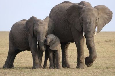 Fakta Ajaib Belalai Gajah, Bisa Hirup Udara 30 Kali Lebih Cepat dari Bersin Manusia!