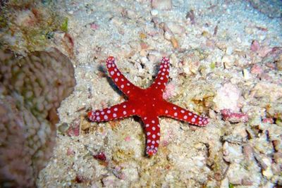 Hasil Penelitian: Batu Gamping di Bukit Langara Kalsel Berasal dari Fosil Binatang Laut