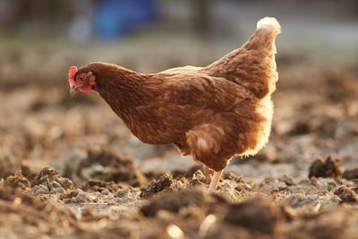 Arti Ungkapan Rezeki Dipatuk Ayam yang Sering Menghantui Orang-orang yang Bangun Siang