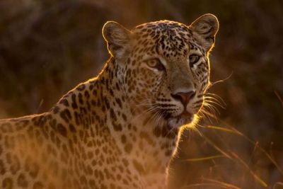 Termasuk Jenis Kucing, Jaguar Rupanya Tidak Takut Air, Malah Sangat Suka Berenang!