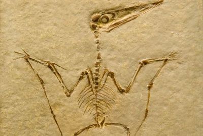 #KAMUHARUSTAU, Ini Alasan kenapa Pterodactyl Bukan Bagian dari Dinosaurus