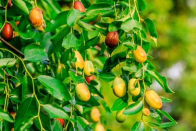 Rasa Buah Jujube Alias Bidara, Kurma Korea yang Muncul di Drakor Our Beloved Summer