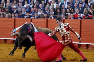 Benarkah Banteng Membenci Warna Merah? Ini Fakta Sebenarnya yang Perlu Diketahui