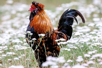 Unggas yang Punya Sayap, Tapi Kenapa Ayam Tidak Bisa Terbang Seperti Burung?