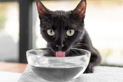 Kucing Disiram Air Panas hingga Kulit Mengelupas, Guru Agama Dilaporkan ke Polisi