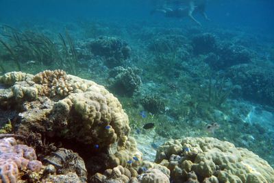 One Day Trip ke Tiga Pulau, Surga Bawah Laut 50 Menit Aja dari Lombok