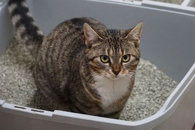 4 Cara Mudah Mengajari Kucing Agar Tak Buang Kotoran Sembarangan