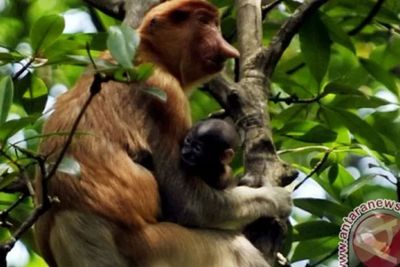 Hari Primata Indonesia: Hewan Endemik yang Terancam Punah karena Deforestasi dan Diburu