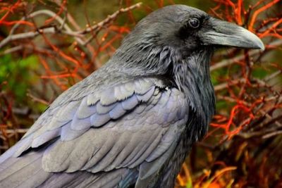 Startup Ini Bikin Inovasi Latih Burung Gagak Pungut Puntung Rokok, Hasilnya Luar Biasa