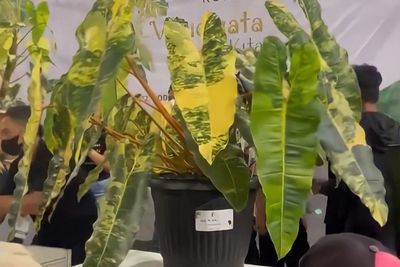 Tanaman Hias Sultan Menang Kontes Bergengsi, Harganya Miliaran Rupiah!