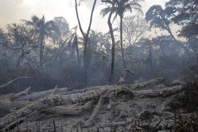 Penggundulan Hutan Amazon di Januari Tercatat Sebagai Rekor Deforestasi Terburuk