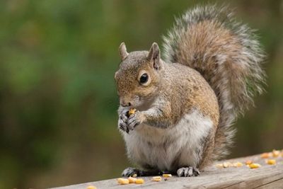 Tupai Tanah California yang Berburu Tikus, Adaptasi di Tengah Ledakan Populasi Mangsa
