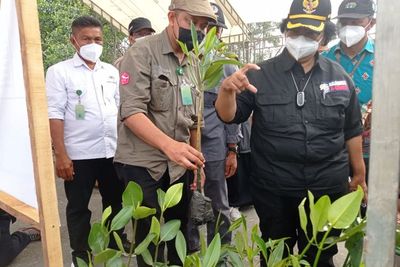 20 Ribu Bibit Mangrove Siap Hijaukan Teluk Kendari