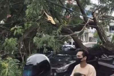 Pohon Besar Timpa Citycar hingga Ringsek di Tangsel
