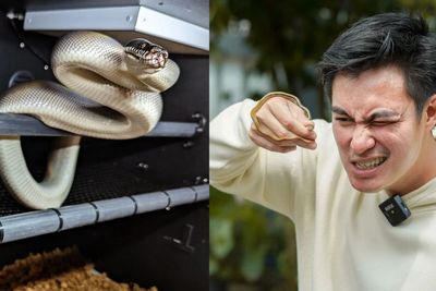 Ngeri! Baim Wong Temukan Banyak Ular di Rumahnya, Begini Tips Agar Ular Tak Masuk Rumah