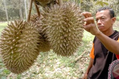 Fakta Lain Nglanggeran, Desa Durian di Pathuk Gunungkidul yang Buahnya Bergelantungan
