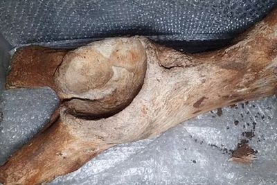 Fosil Megafauna Berusia 60 Ribu Tahun Ditemukan di Inggris, Diduga Berasal dari Zaman Es