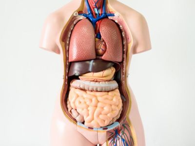 5 Kebiasaan Sepele yang Merusak Organ Dalam Tanpa Disadari