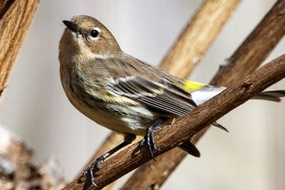 Ilmuwan Mengungkap Burung Ini Memiliki Bahasa Rumit dan Sulit Dipahami